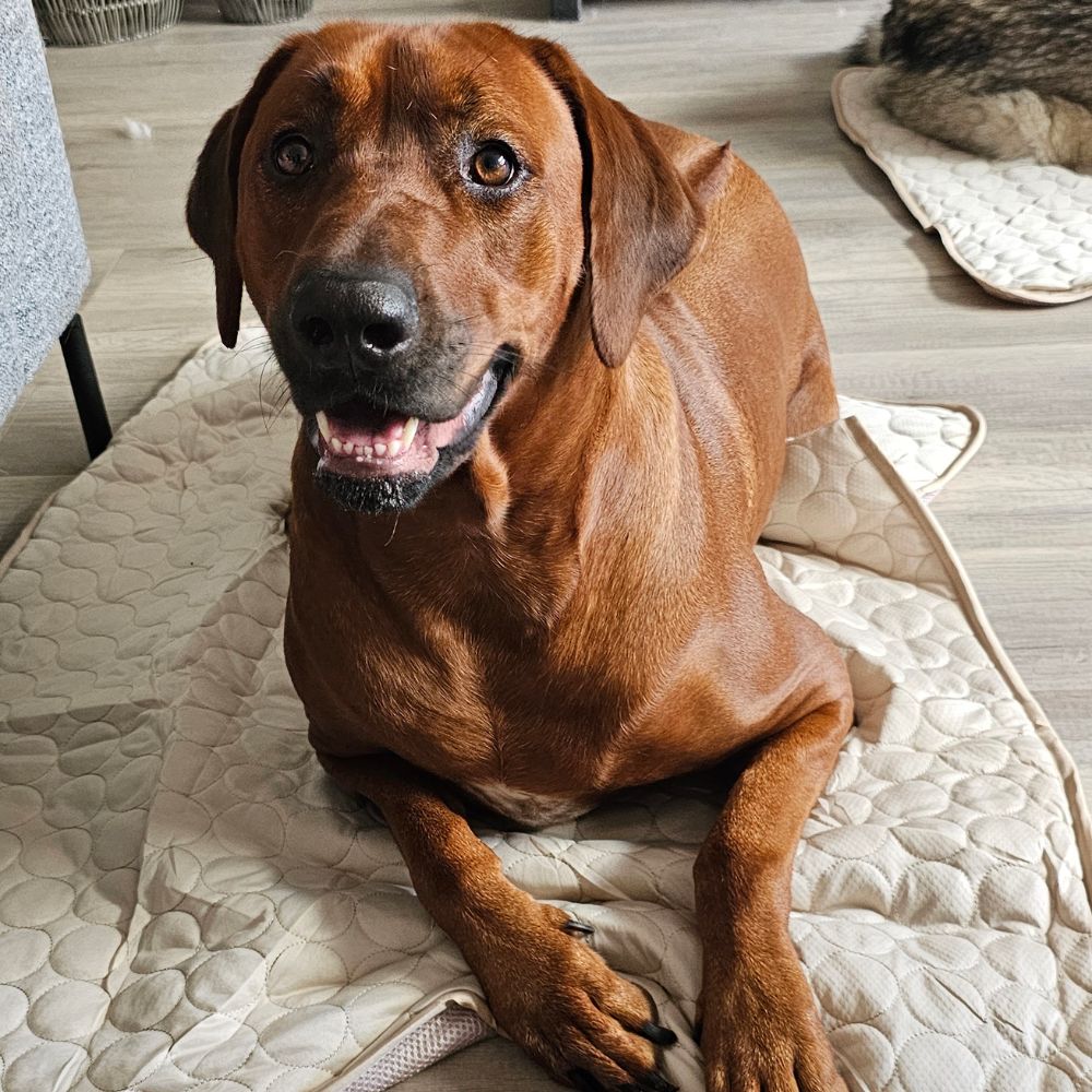 Chien sur son FreshPad