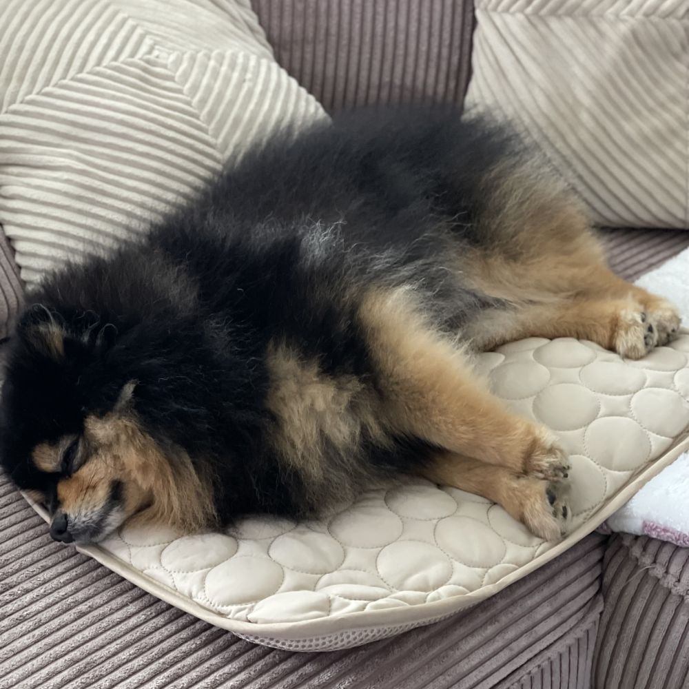 Chien sur son FreshPad