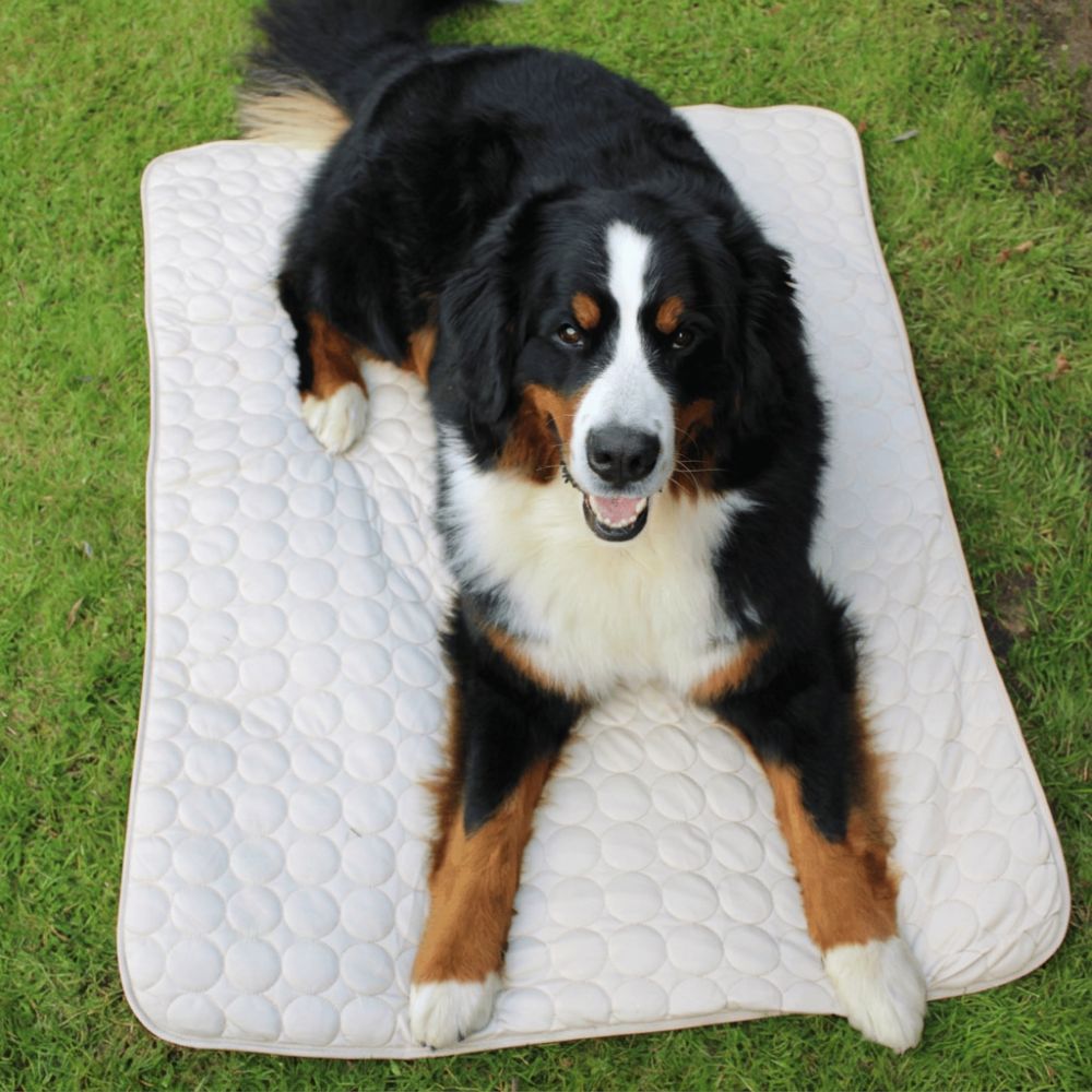 Chien sur son FreshPad