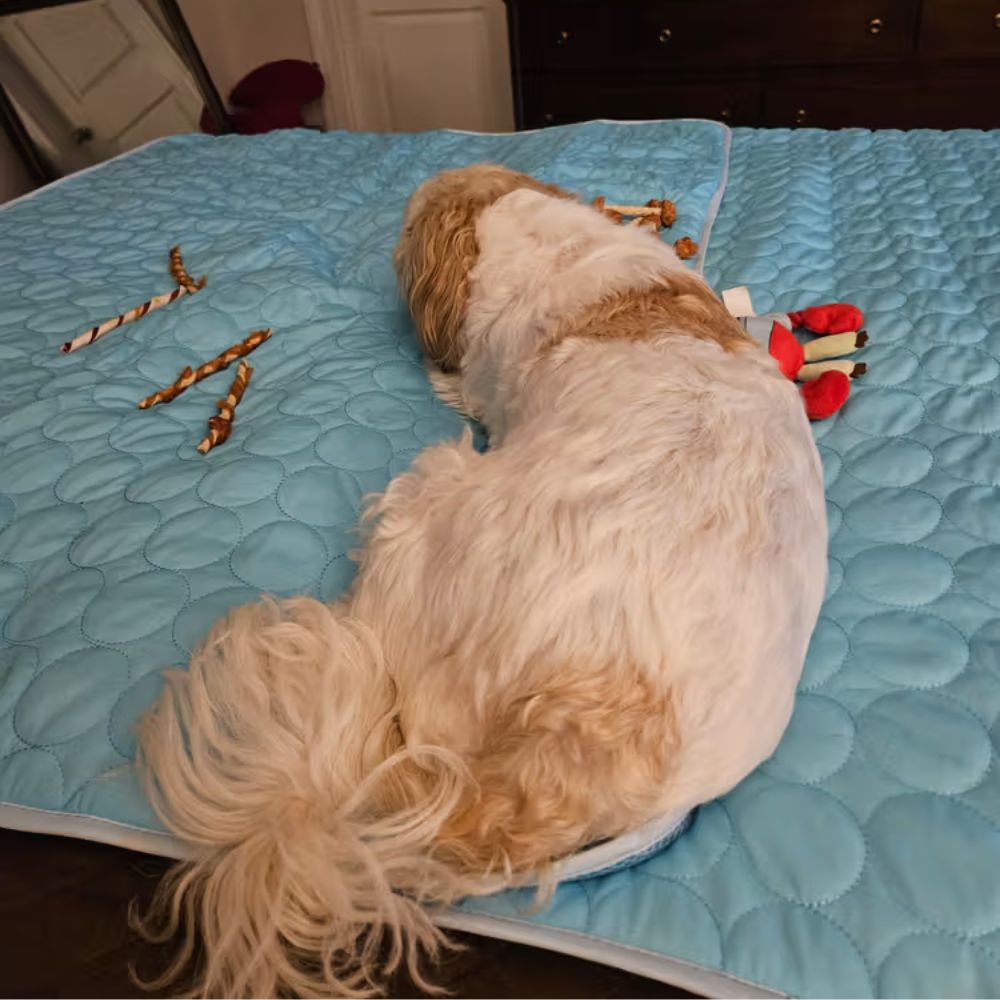 Chien sur son FreshPad