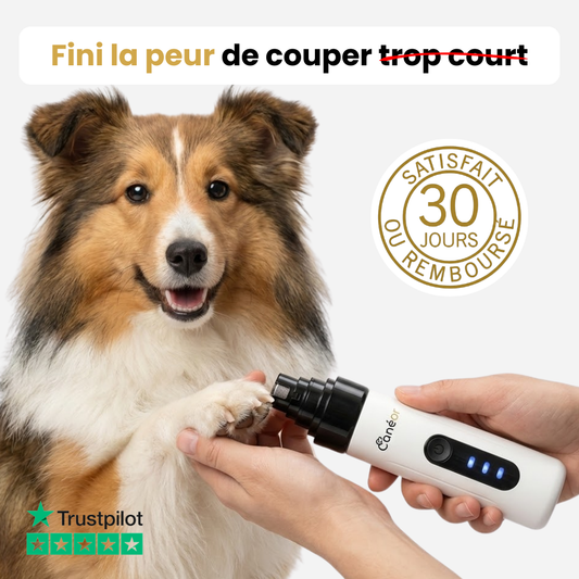 PawZen™ | Lime à griffes électrique