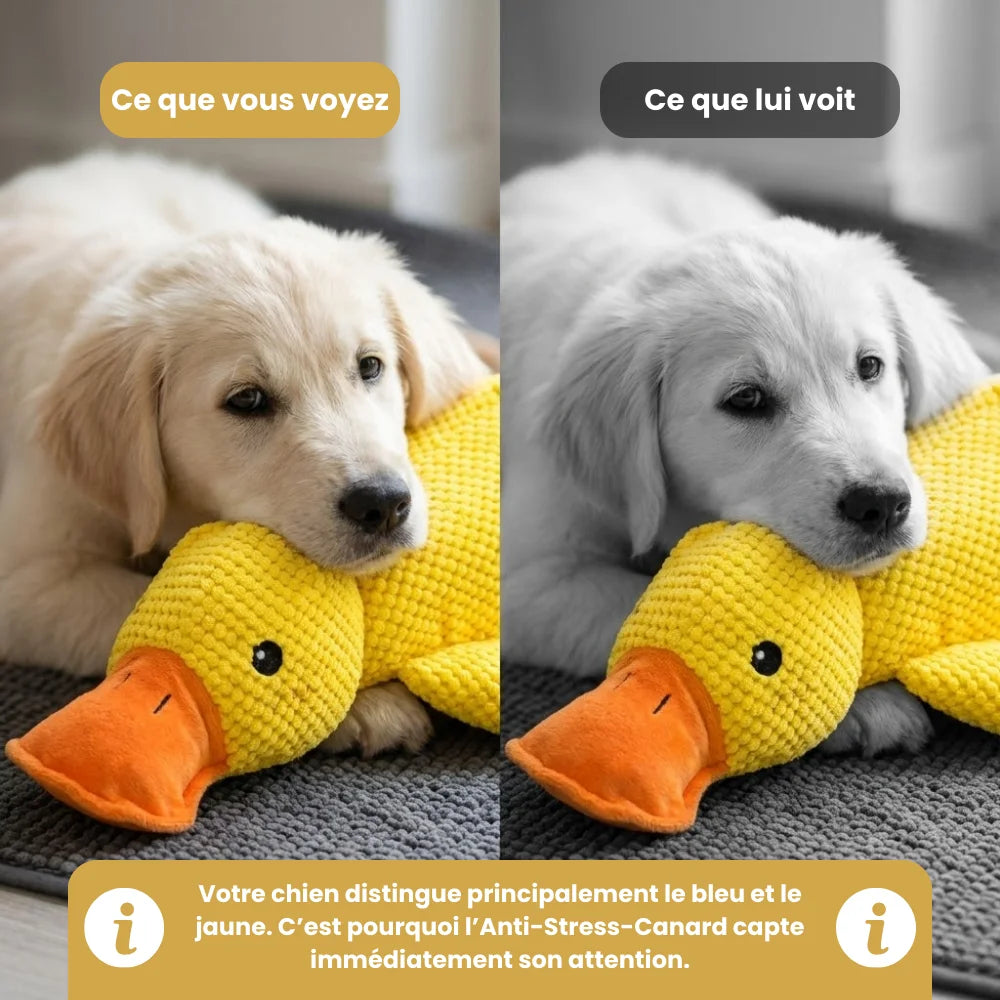 ZenQuack™ | Canard anti-stress